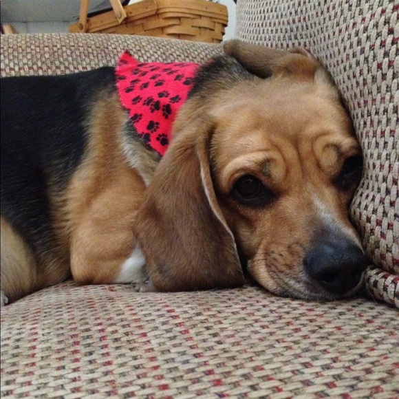 Meet your Posher, Gina - Picture 1 of 3